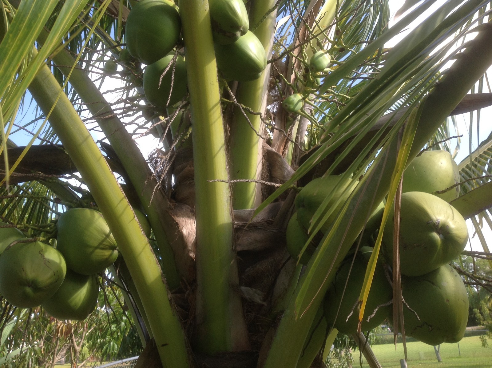 3 Fresh Whole Dry Coconut With Water For Shell/Bowl/Coir/Husk Fiber.