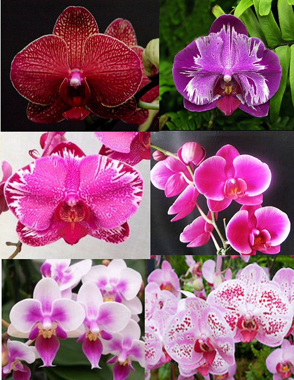 B25 – 4 Live Orchid choose (Cattleya, Oncidium, Vanda, Dendrobium,Phalaenop