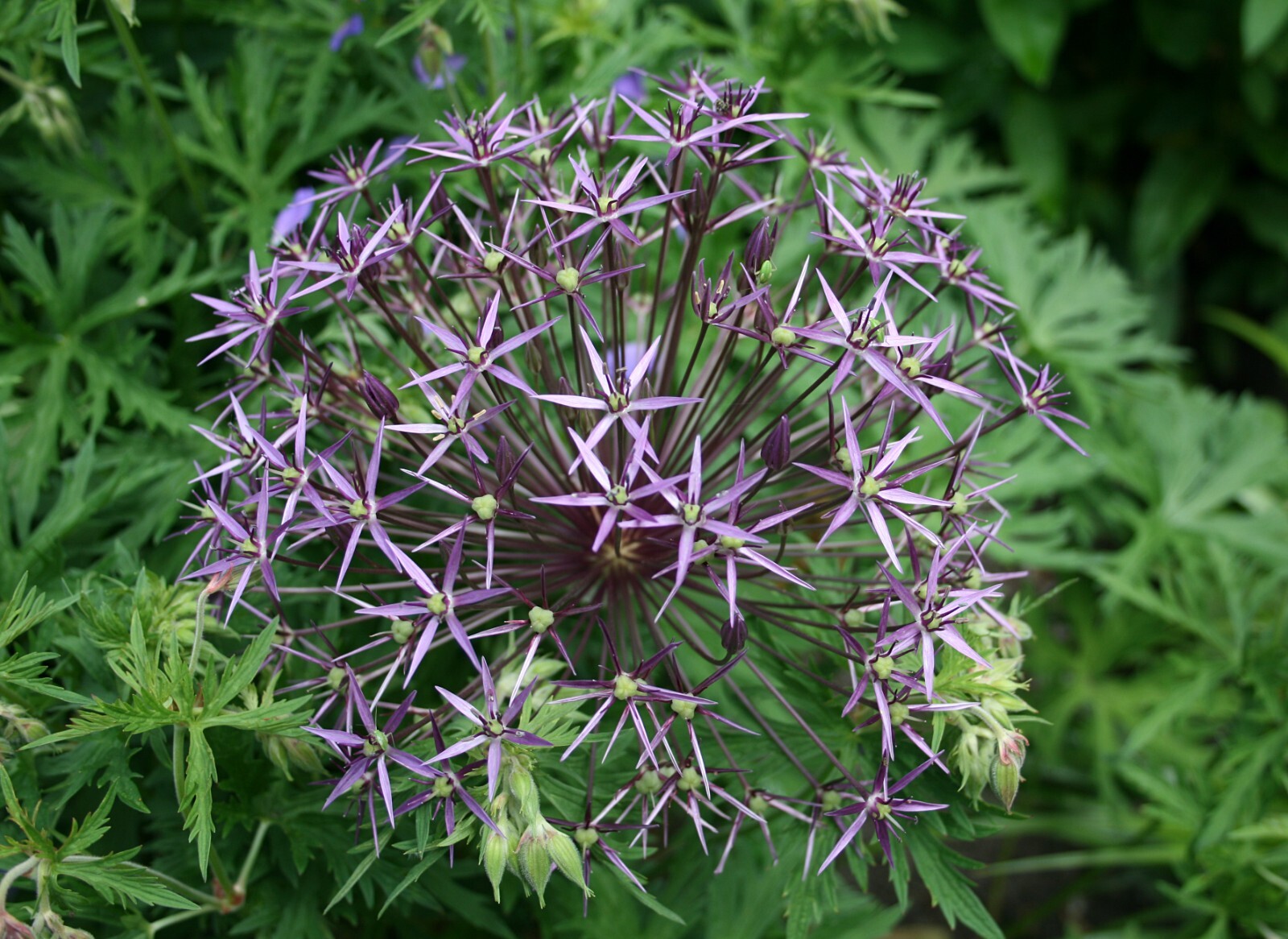 STAR OF PERSIA Seeds *FREE Shipping!* Allium cristophii Persian Onion Seeds