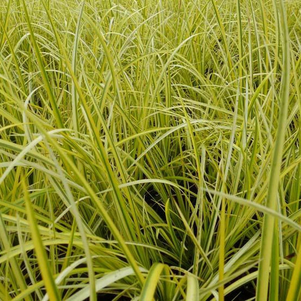 Live Cold Hardy Golden Sweet Flag Aquatic Marginal Pond Plant