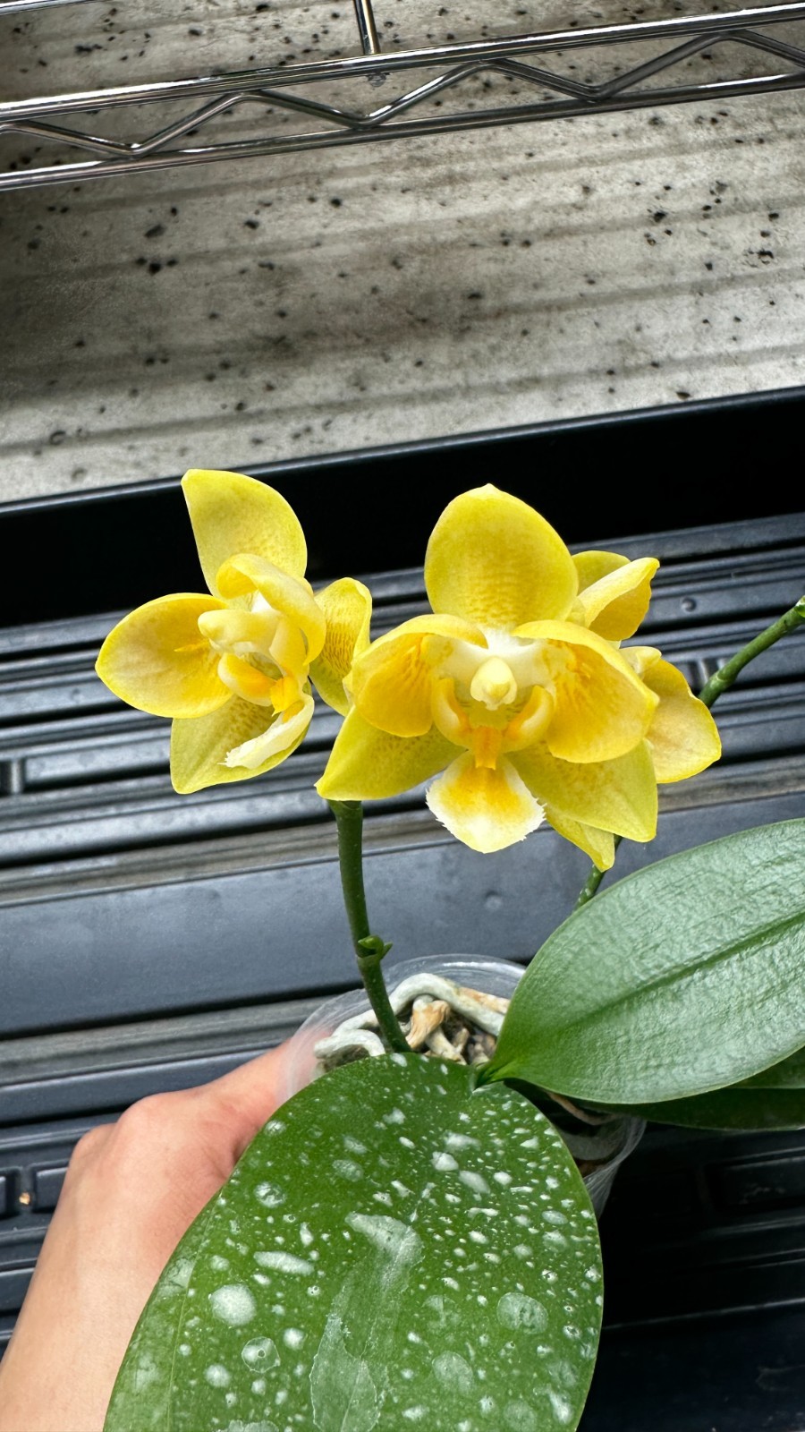 Phalaenopsis Yaphon Perfume ‘Yellow’ [IN SPIKE]
