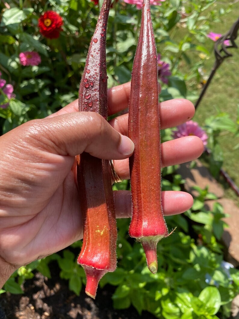 25+ Red Burgundy Okra Seeds – NON GMO — Heirloom — FRESH
