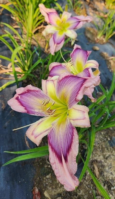Daylily ~ EXOTIC STARFISH ~ Gorgeous Rebloomer – DF- Daylilies