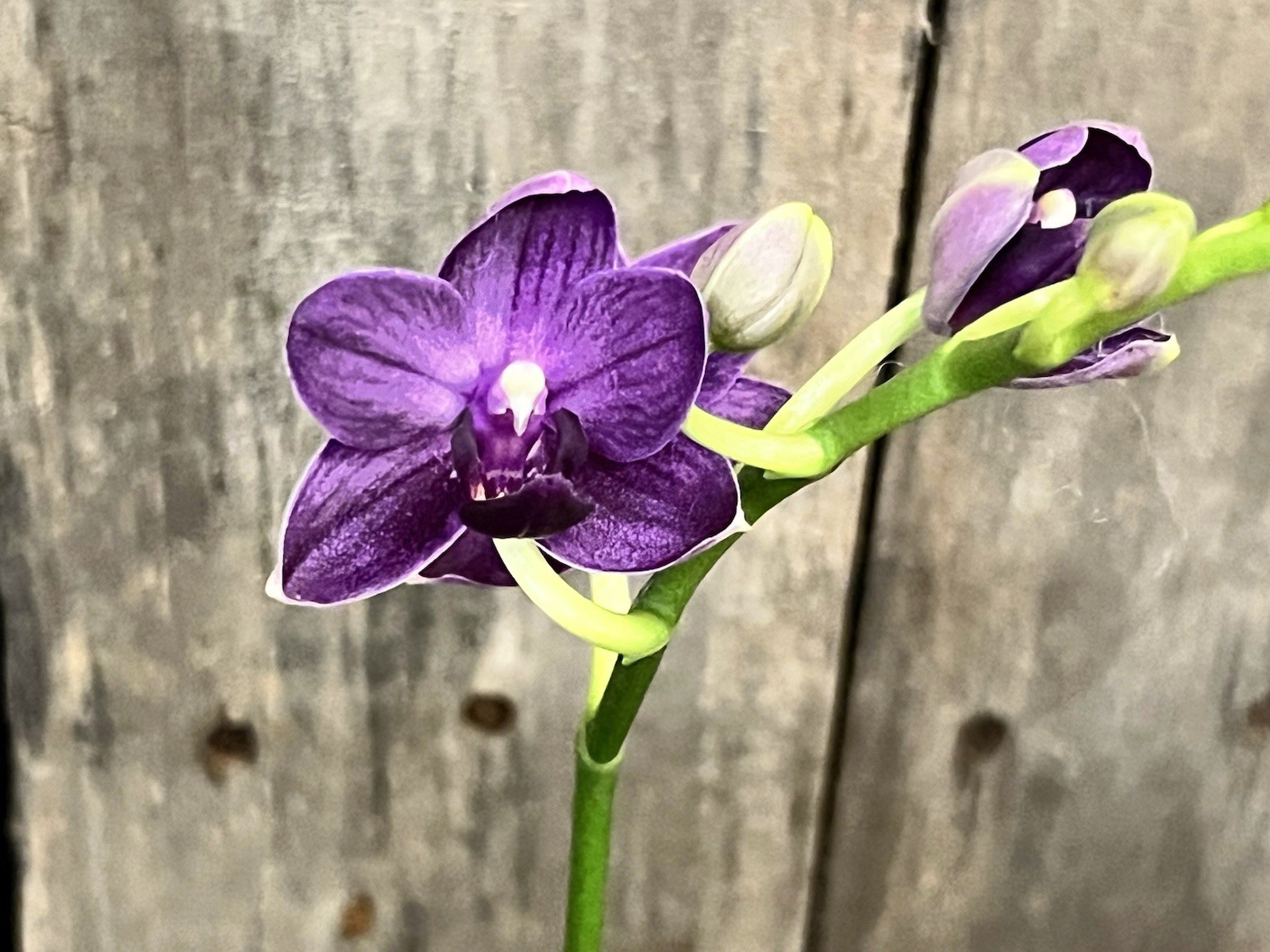 Phal. Ching Ann Mary ‘1830’, Blooming Size, FREE Shipping