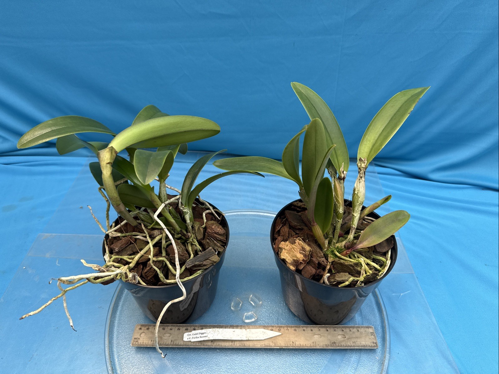 Cattlianthe Gold Digger X C. Pirika Sunset Orange Yellow Orchid Eros Hybrid 6”