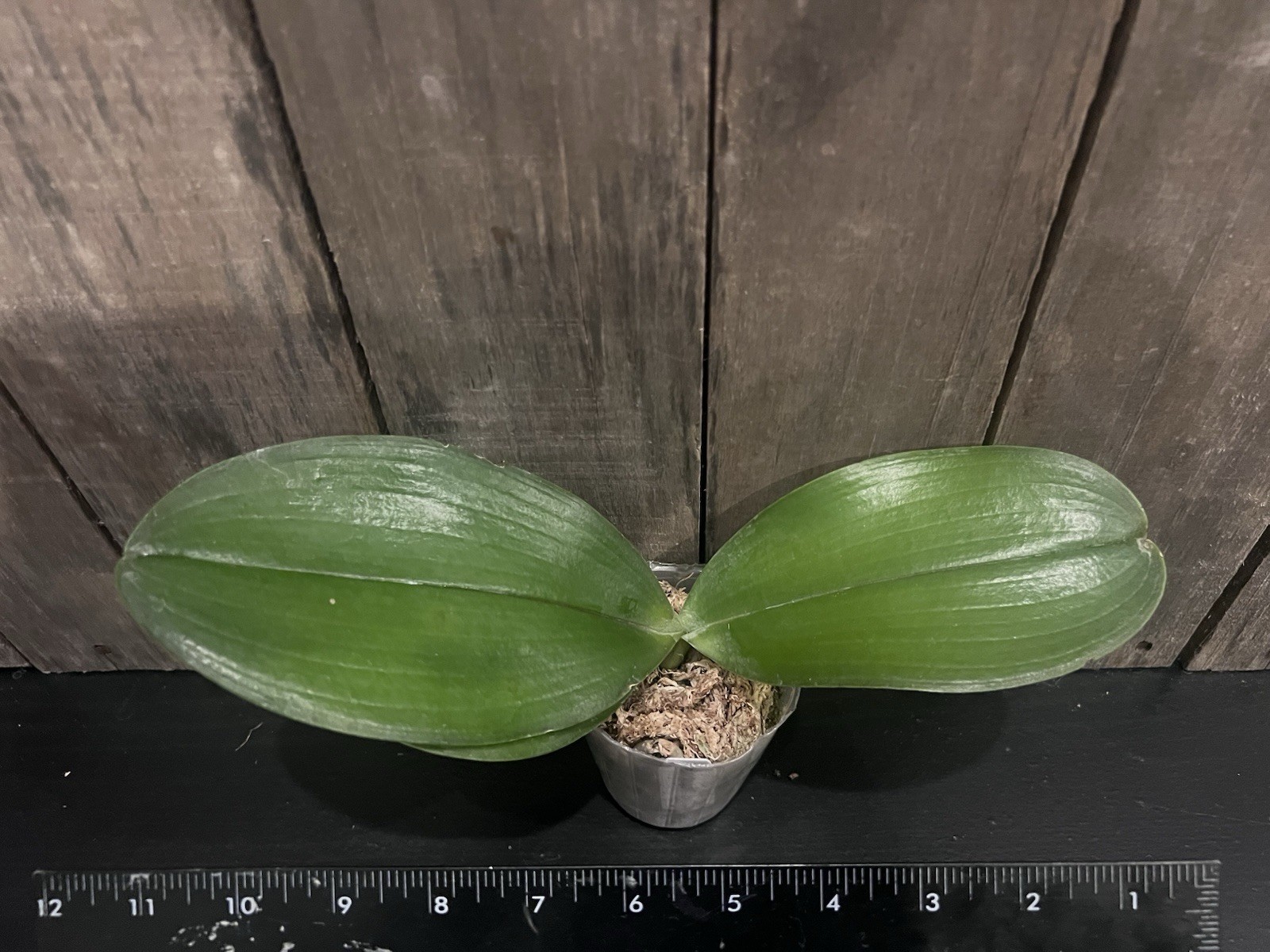 Phal. Lyndon Tai Chi, Blooming Size, FREE Shipping