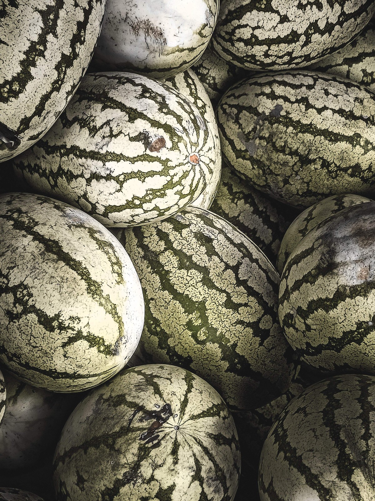 50 DIXIE QUEEN WATERMELON White & Red Citrullus Lanatus Melon Fruit Vine Seeds