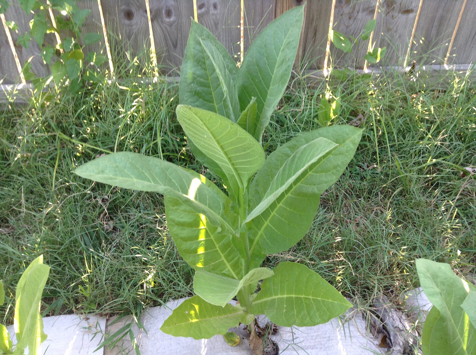 Dominican Republic Olor Tobacco seeds (1000+ per packet)
