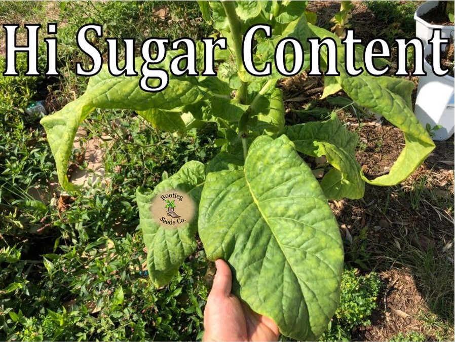 Virginia Bright Leaf 1000 Sweet Tobacco Seeds – High Sugar Content + FREE SEEDS!