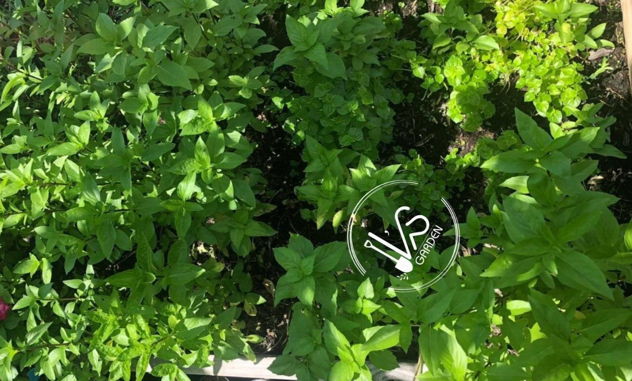 500+PCS THAI BASIL, OCIMUM BASILICUM SEEDS, HẠT HÚNG QUẾ | 90% GERMINATION |