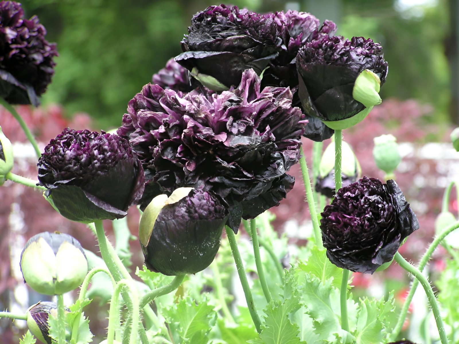 1,000 Double Black Paeony Poppy Seeds – P. Somniferum – Almost Black Blooms!