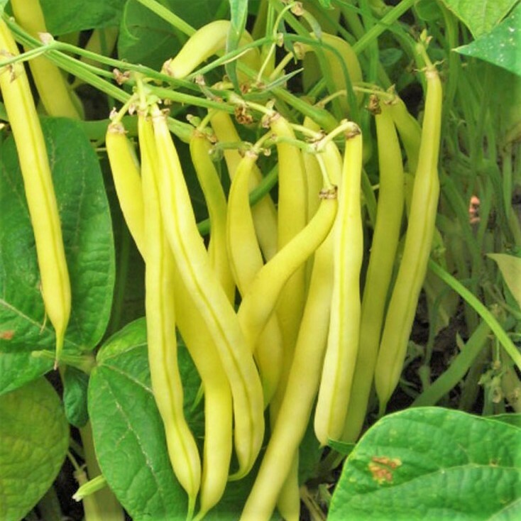 BULK 3 Colors Mix Bean Seeds (Mardi Gras) | Purple, Yellow, Green Tricolor 2024