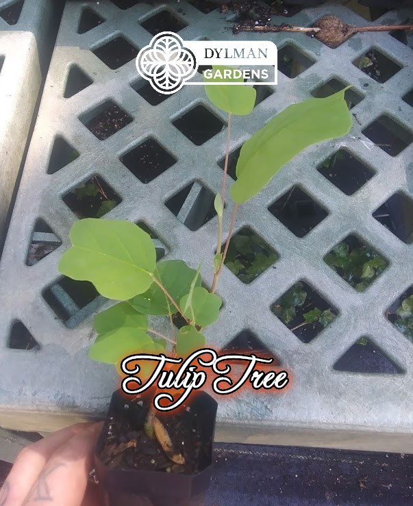 Tulip Tree (Liriodendron tulipifera) Whitewood – Tulip Poplar – Multiple Sizes