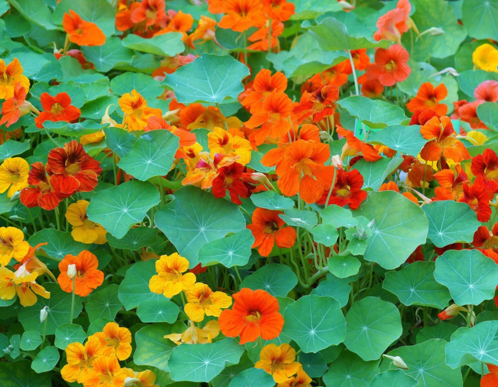 Empress Of India Nasturtium Seeds | Heirloom / Non-GMO