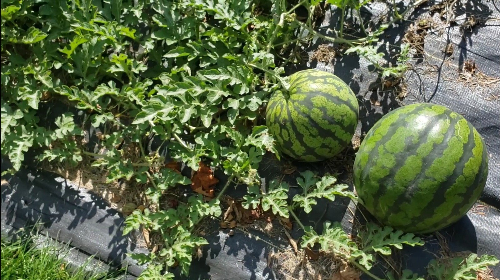 SweetGlo Orange Flesh Watermelon Seeds! Sweet Tropical Melon Flavors! -Tracking-