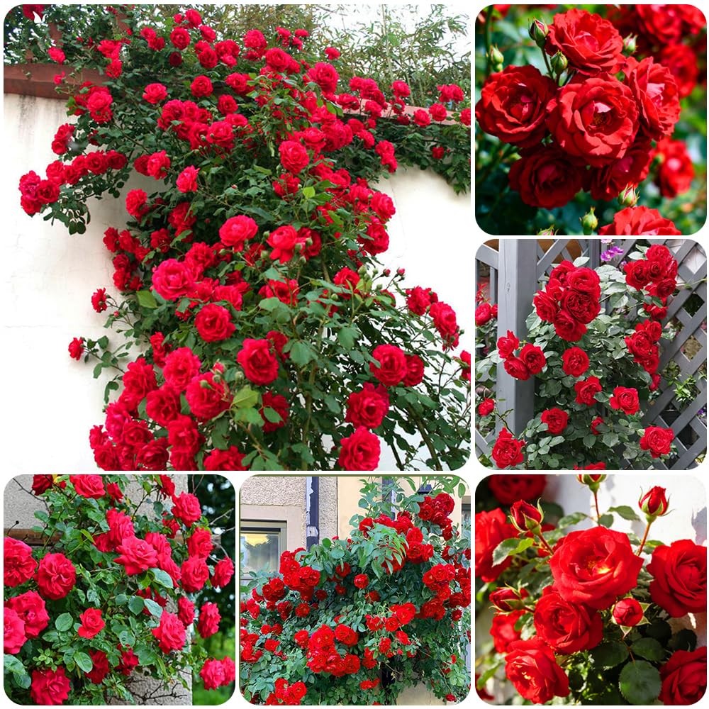 300+Climbing Rose Bush Seeds for Planting Outdoors-Perennial Flowering red