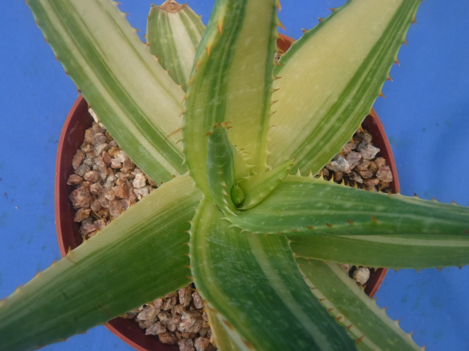 Aloe “Tiger Taffy” VARIEGATED! Hybrid! Very Easy to Grow 9″ Wide 6″ Pot Size V1