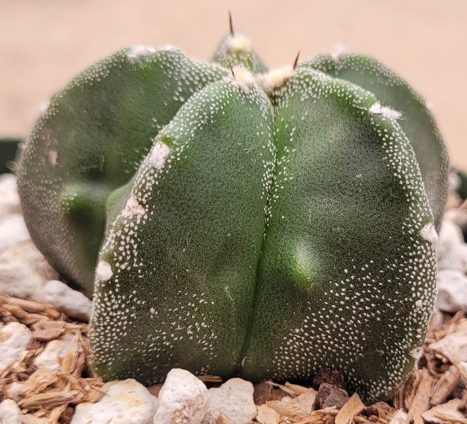 Astrophytum Myriostigma Green With White Marginated Ribs 2″ Wide – Bare Root