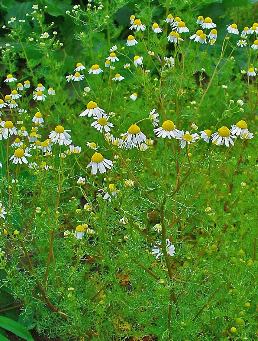 2000 German Chamomile Seeds – Matricaria recutita – Non-GMO Medicinal Herb