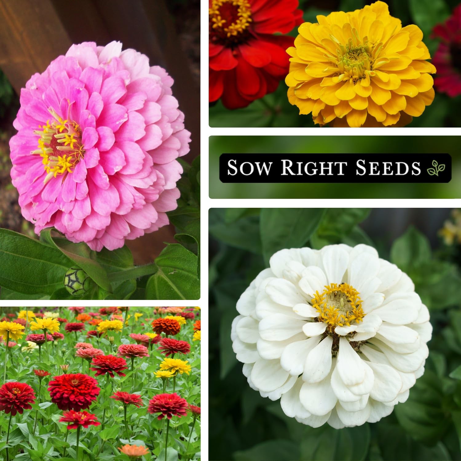 Sow Right Seeds – California Giants Mix Zinnia 1 Standard Packet,