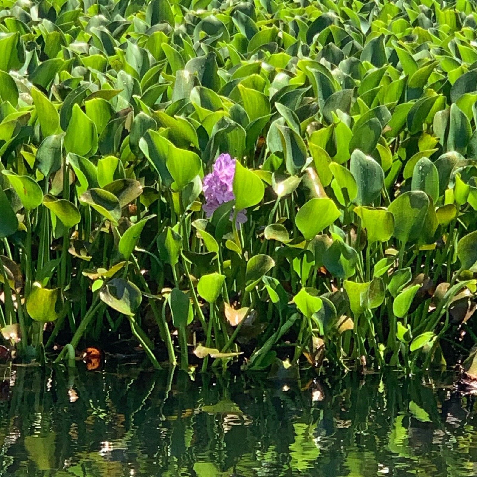 15 plants Medium Size Water Hyacinth Floating Pond Plants Koi Live Fish