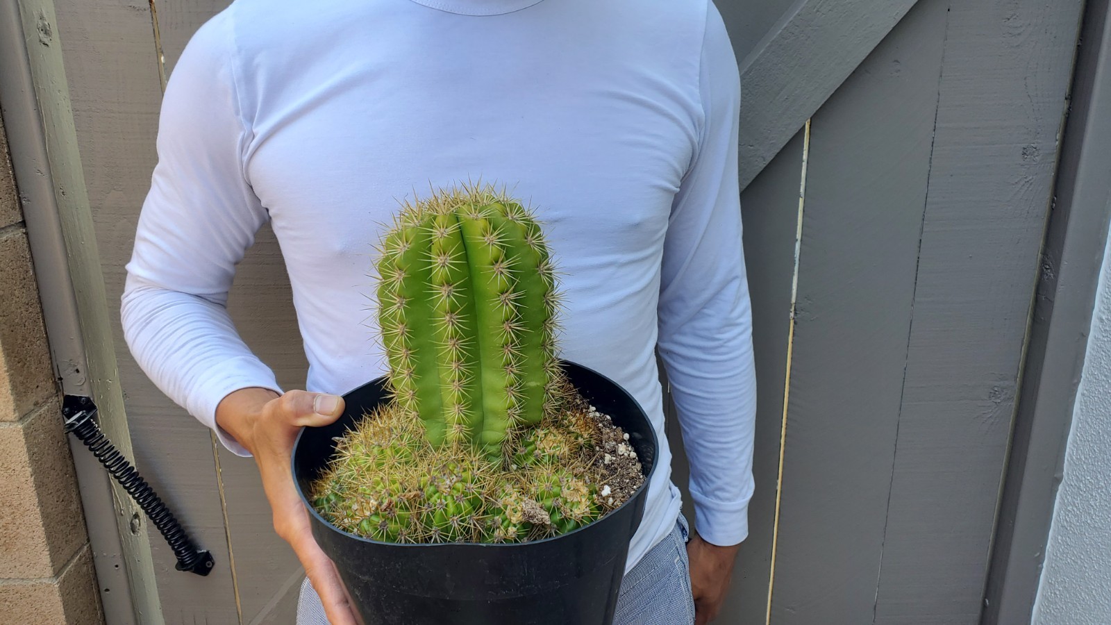 Sun Goddess Cactus