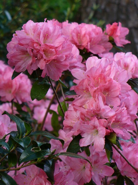 ~HAMPTON BEAUTY~~Azalea Rhododendron Deciduous Starter Plant~~RARE HEAVY BLOOMER