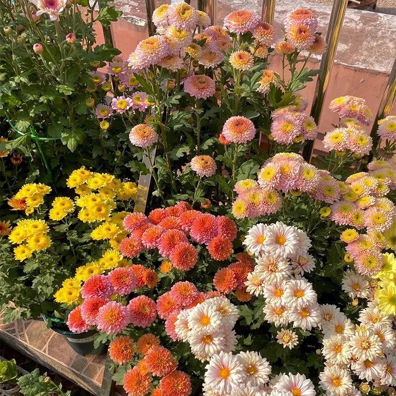 200 PCS Mixed Perennial Chrysanthemum Seeds.
