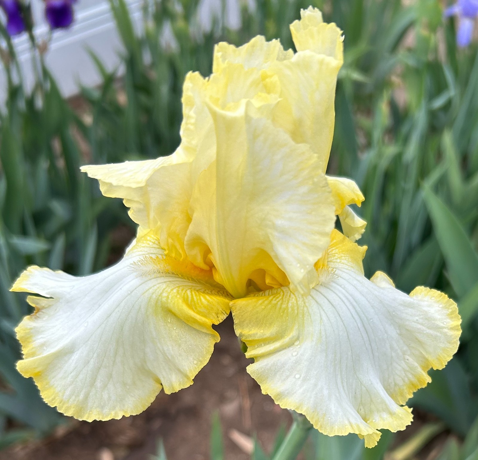 ‘Total Recall’ iris rhizome + gift, combined shipping $1 each additional