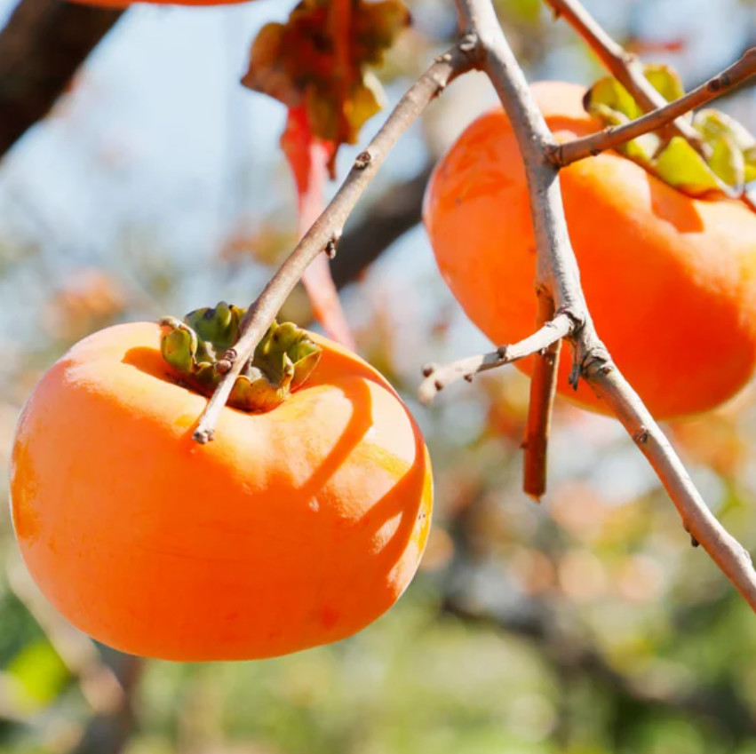 Live Persimmon Plant – Quart Pot – Hardy & Well-Rooted for Garden or Patio