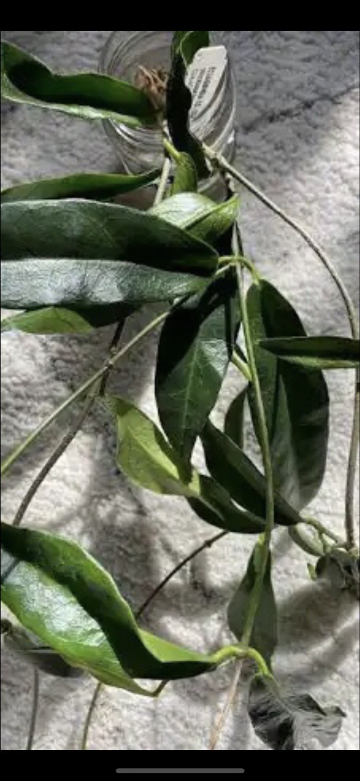 HOY CHLORANTHA (ROOTED PLANT)