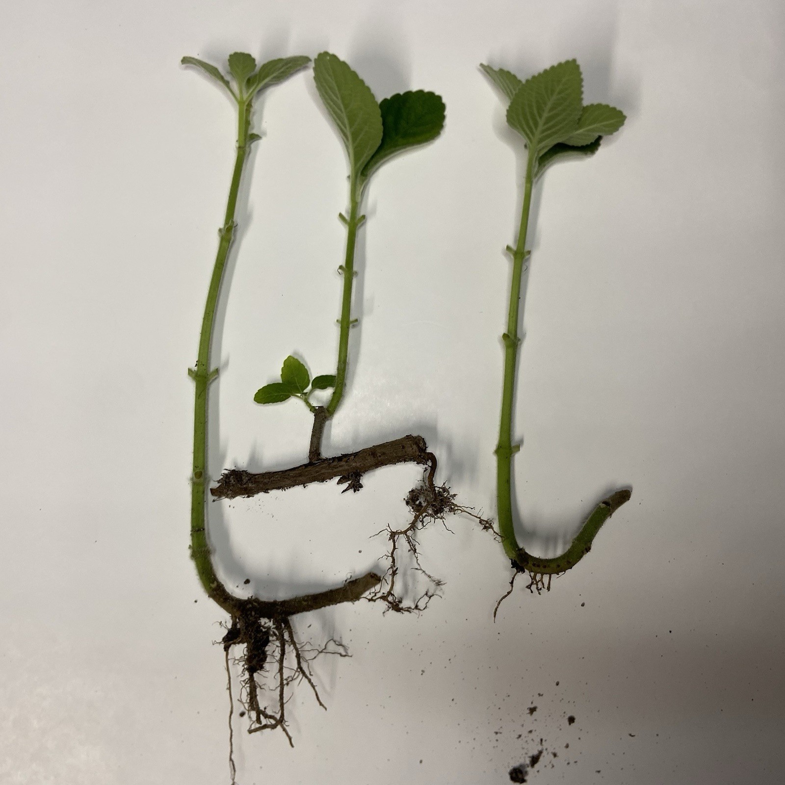 Organic Broadleaf Thyme Cuban Oregano (3) Well Rooted Cuttings Vicks Plant