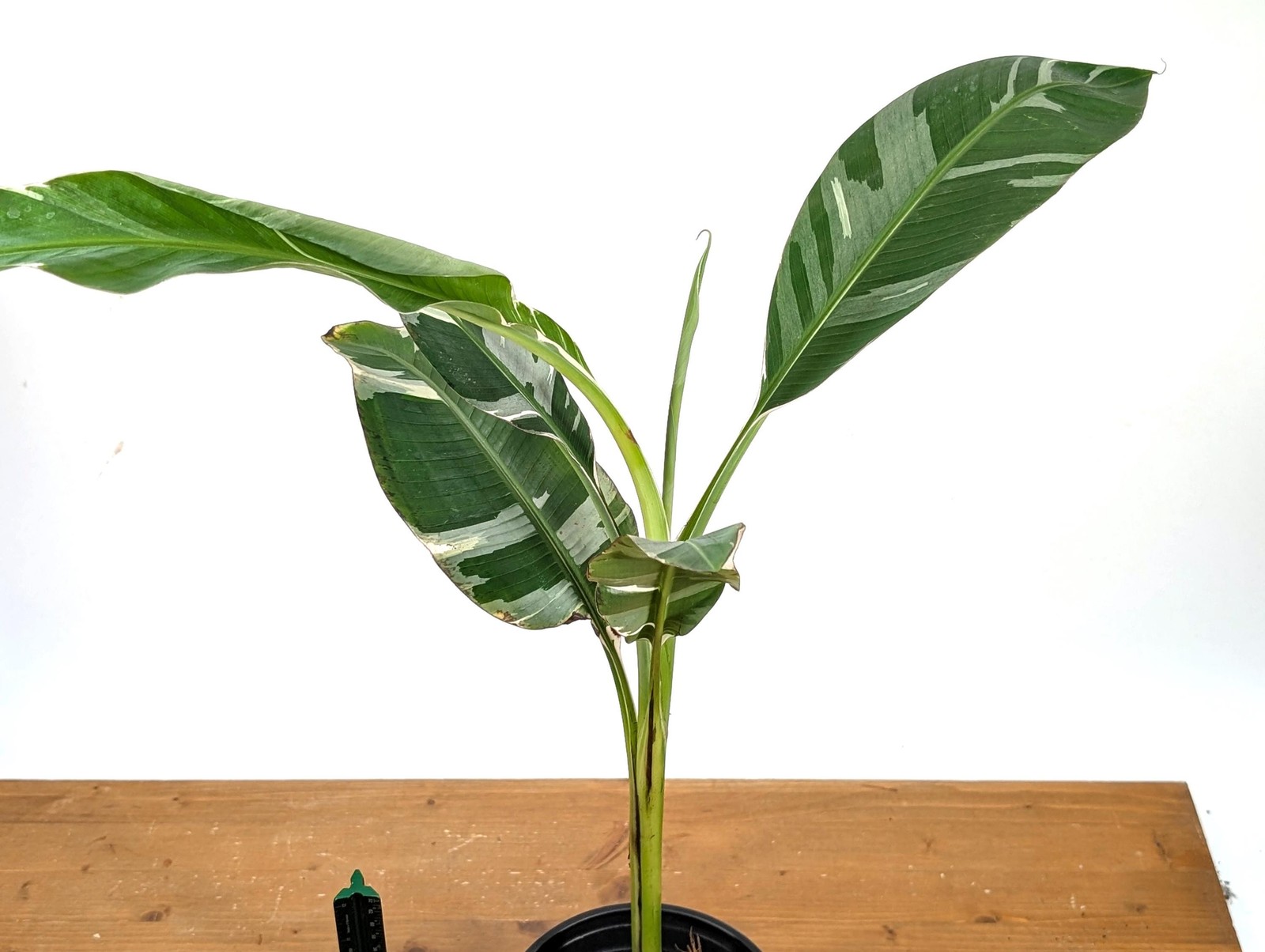 Variegated Musa Florida Banana Tree – Rare Exotic Tropical Indoor Houseplant
