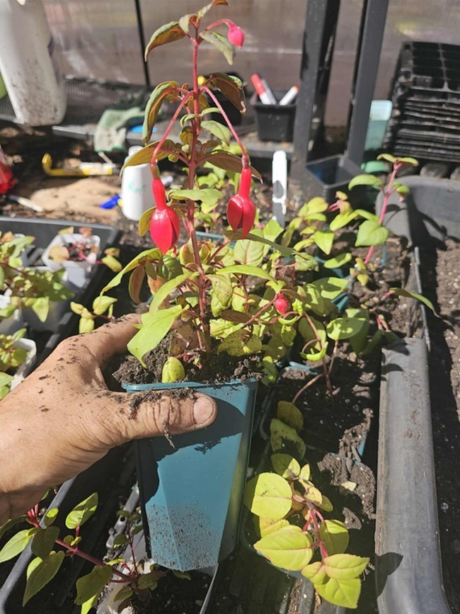 Swingtime Fuchsia Starter Live Plant – 6-10″ Tall – 5″ Pot – Zones 9-11