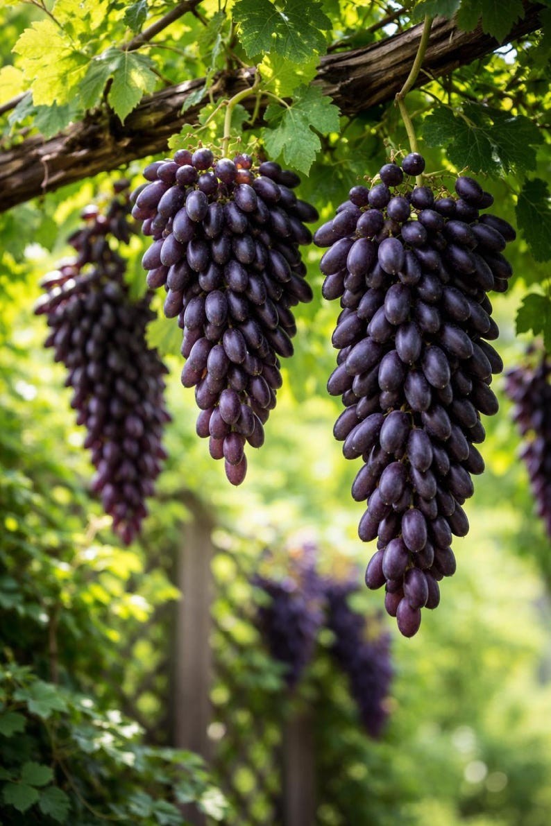 Heirloom Seeds Deep Black Purple Grape Vitus Vinifera Non-GMO Sweet