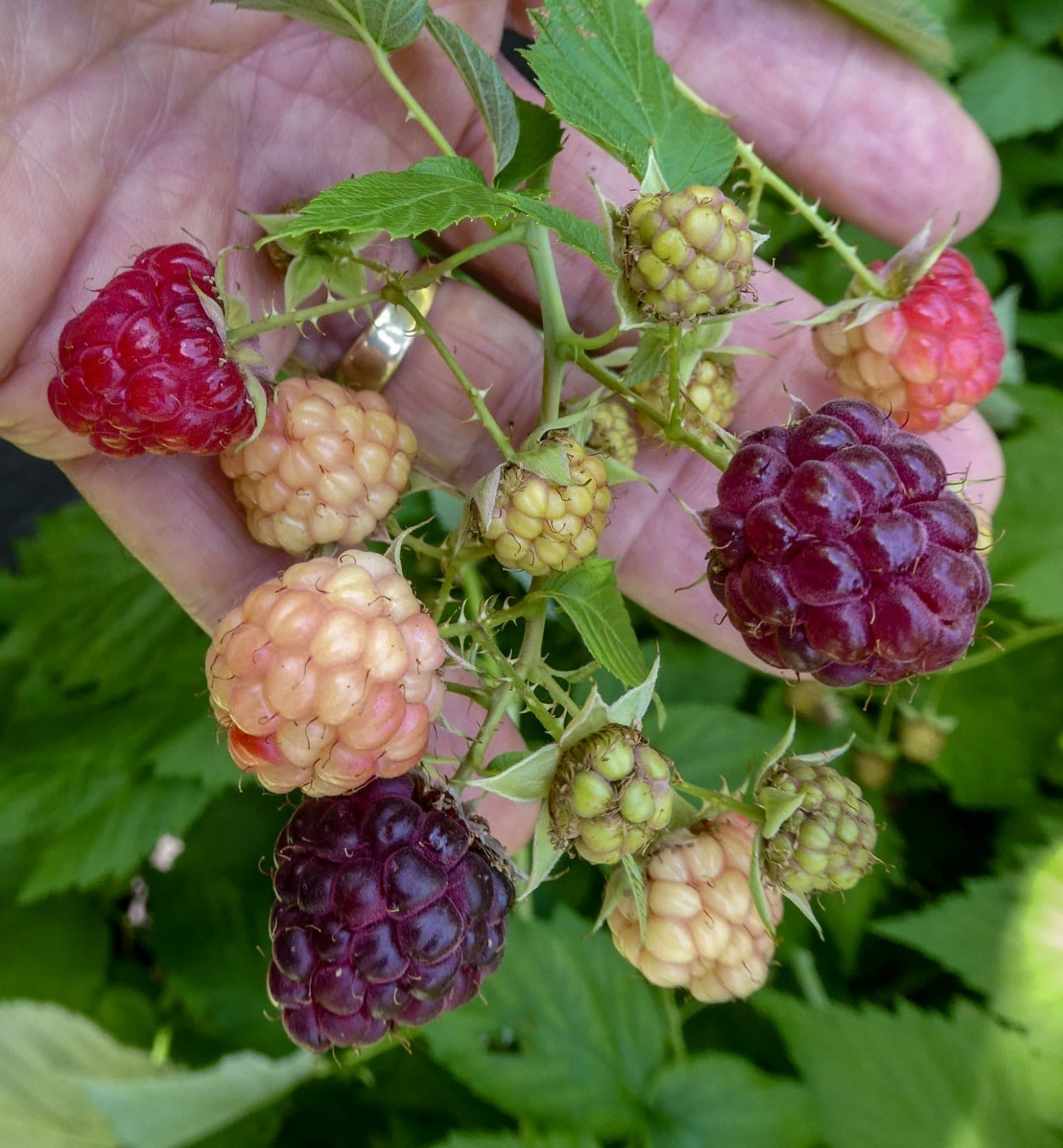 3 Raspberry Plants “Royalty Purple” (3 Lg 1 Year Old Plug Plants) Zones: 5-9