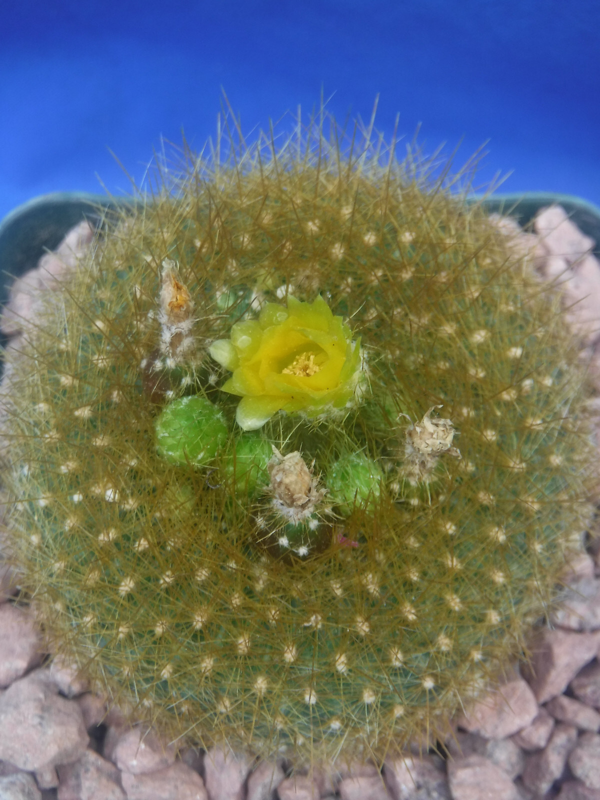 Notocactus graessneri v. flaviflorus Cactus Neon YELLOW/GREEN Flower 3″ Pot Size
