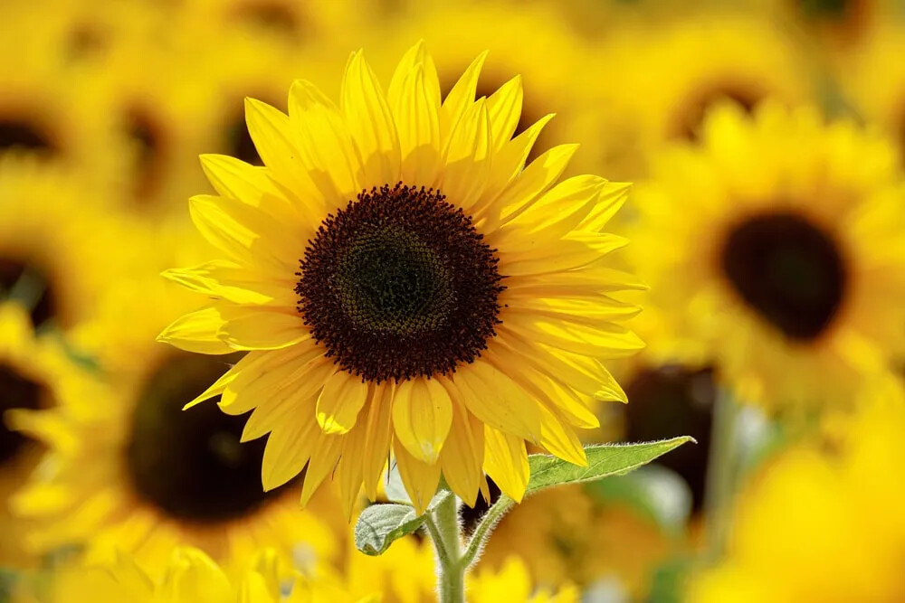 Dwarf Sunspot Short SunFlower 60+ Seeds~from “My Brooklyn Botanical Garden Club”