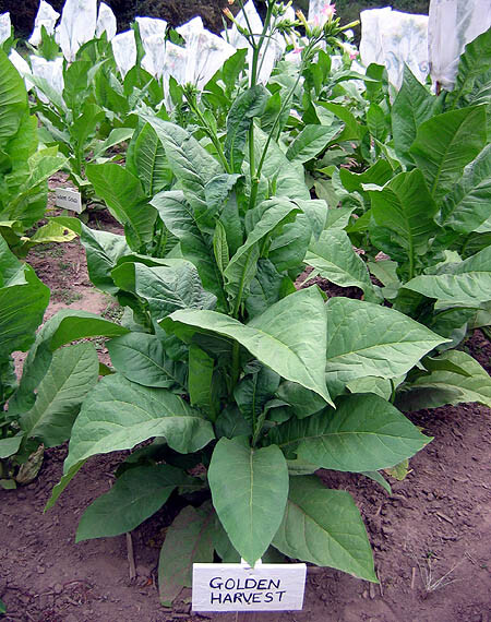 1000 Golden Harvest Tobacco Seeds ~ Heirloom Nicotiana Tabacum ~ Fast grow