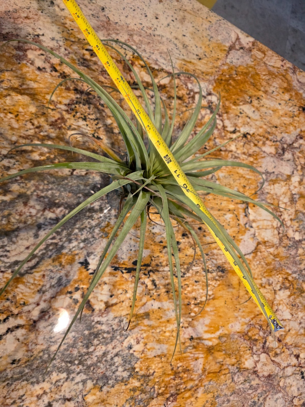 LARGE 20+-(10)Inch Tillandsia Utriculata Air Plant Specimen Air-Purifying Bonsa