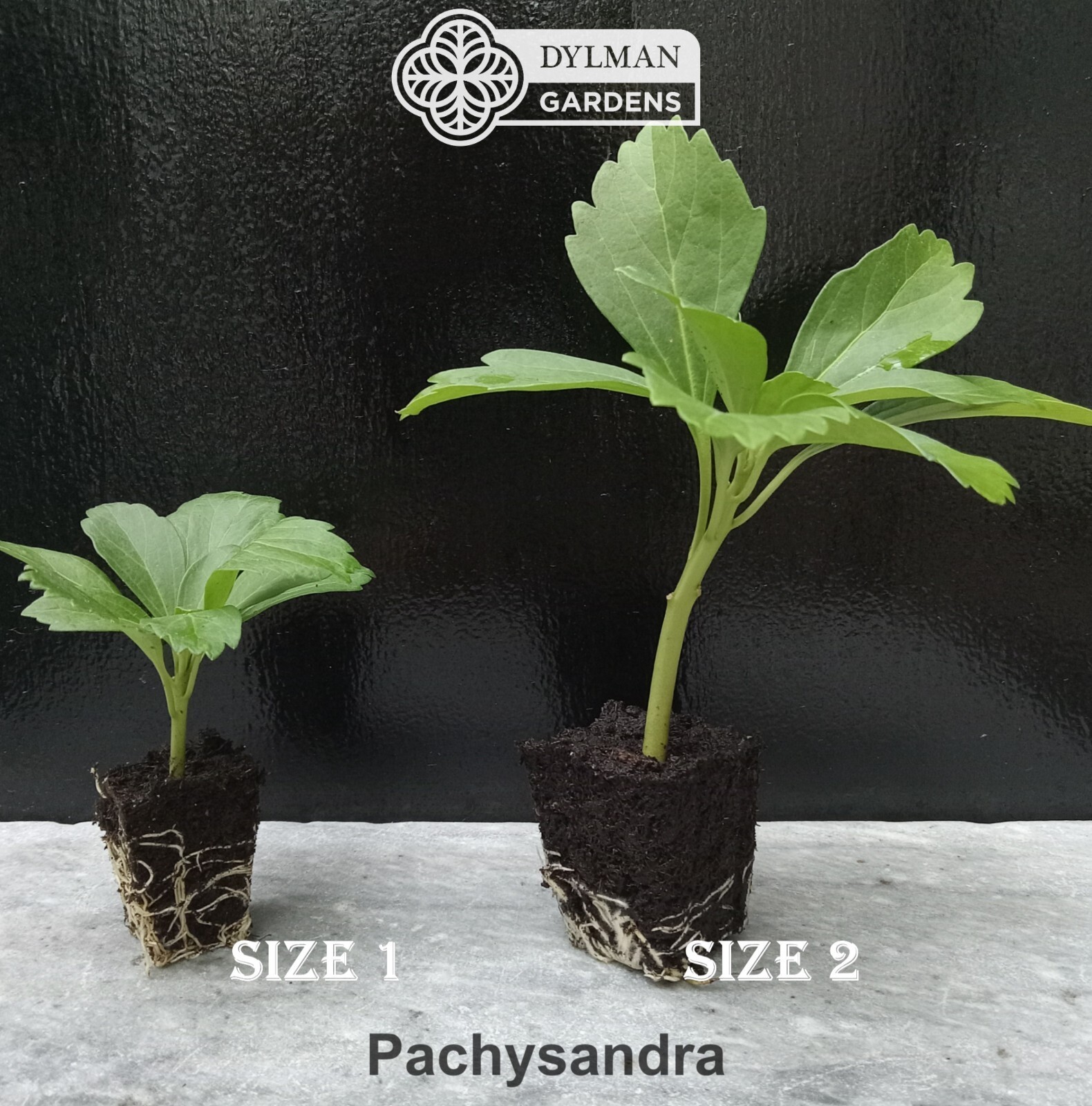Japanese Spurge Plants (Pachysandra terminalis) Carpet Box – Multiple Sizes