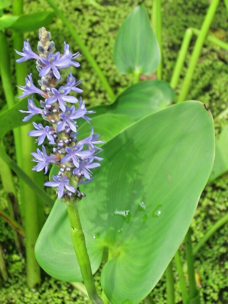 20 PURPLE FLOWERED PICKERAL RUSH SEEDS – Pontederia cordata