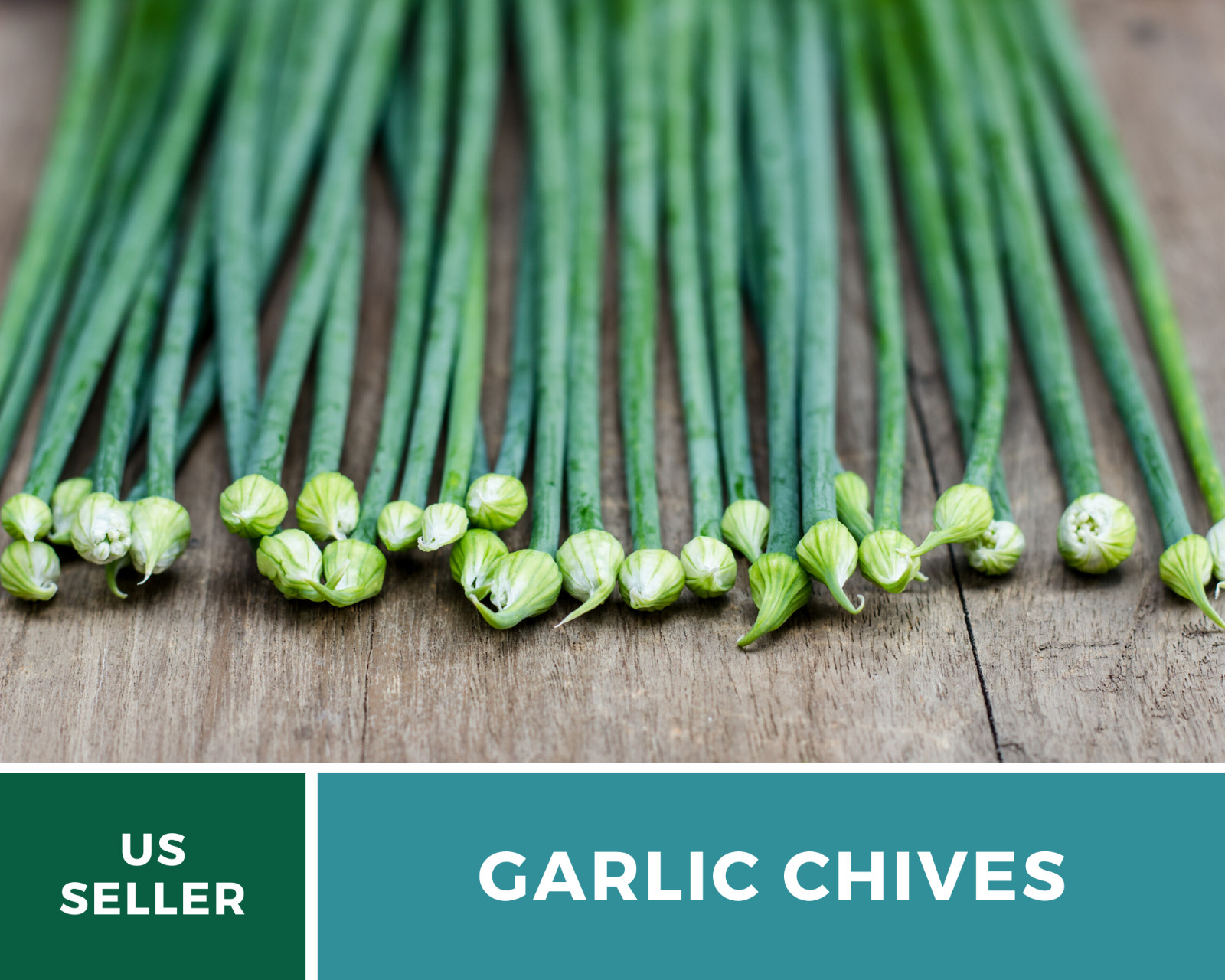 Chives, Garlic – 250 Seeds – Culinary, Medicinal & Decorative Herb – Heirloom