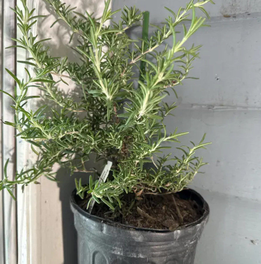Trailing Rosemary Live Plant – 1 Gallon Pot – Fully Rooted Evergreen Herb