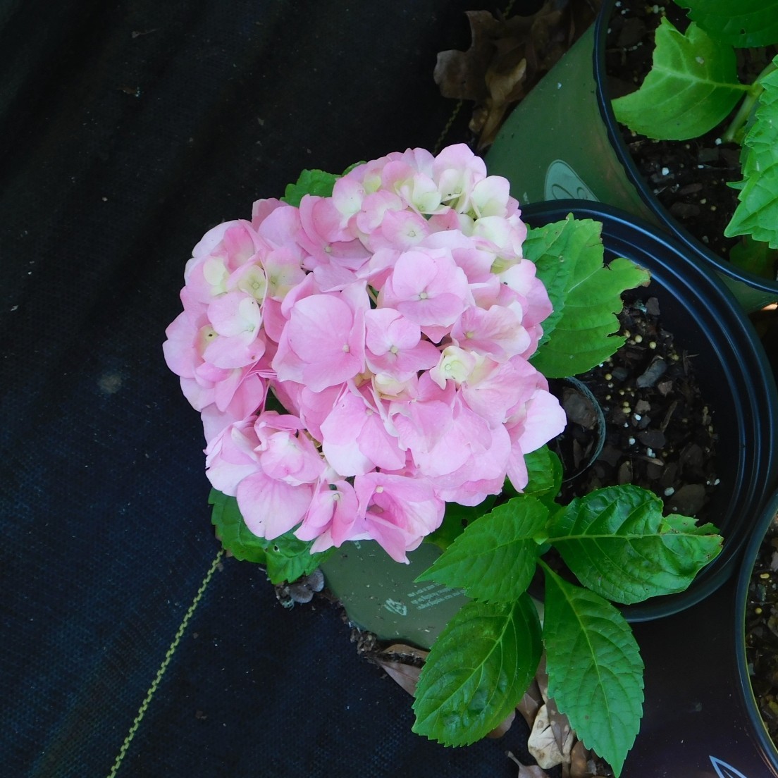 Morning Sun Hydrangea Plants