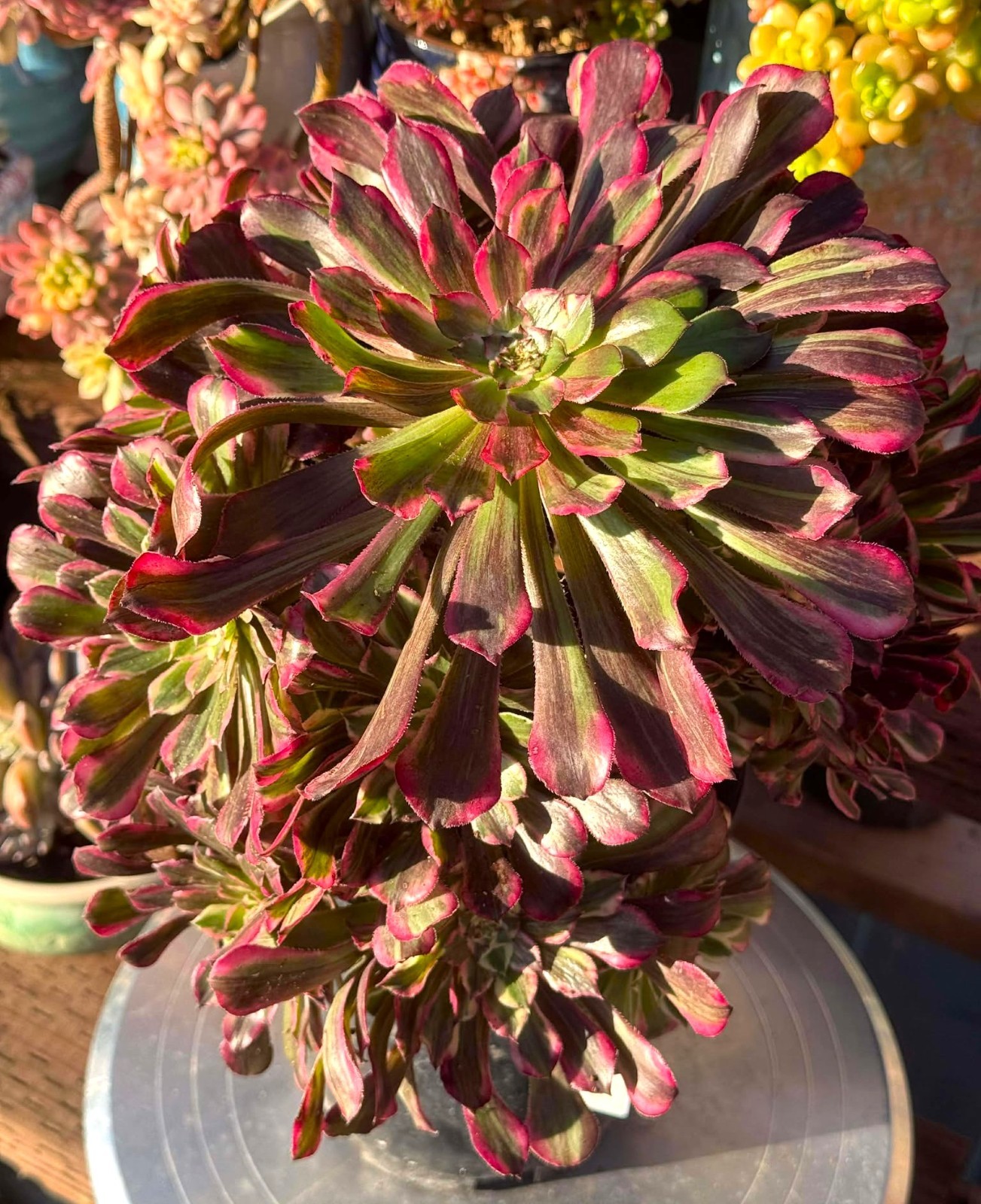 Imported Succulent live plant Rare succulent Big Aeonium Sequence var clust #133