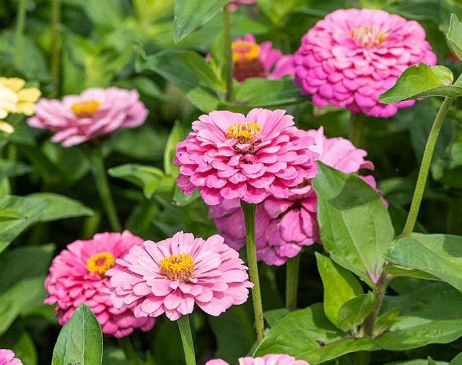 100+ Luminosa Pink Zinnia Seeds **Fresh Seeds** ~~Free Shipping~~