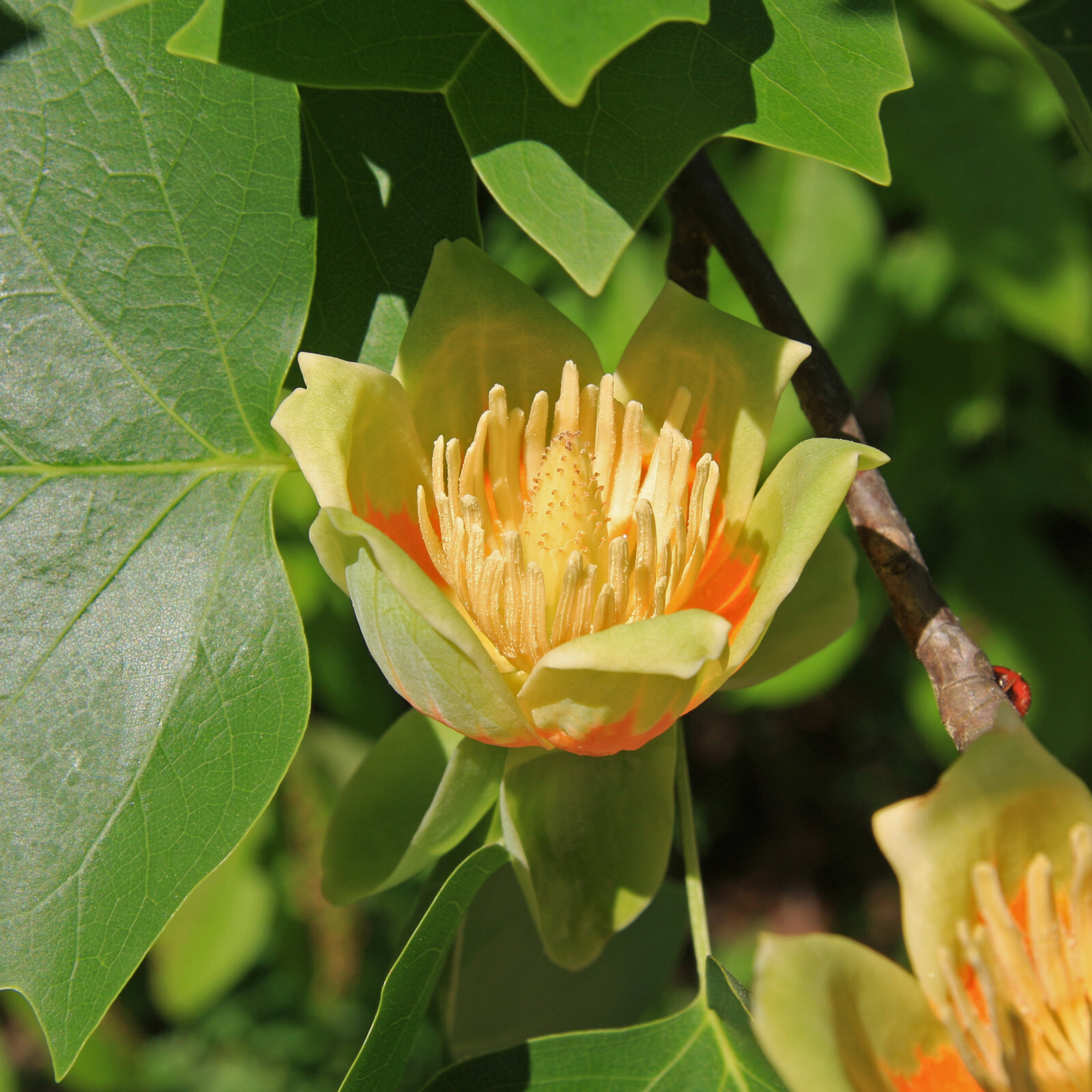 Tulip Poplar | Small Tree Seedling | The Jonsteen Company