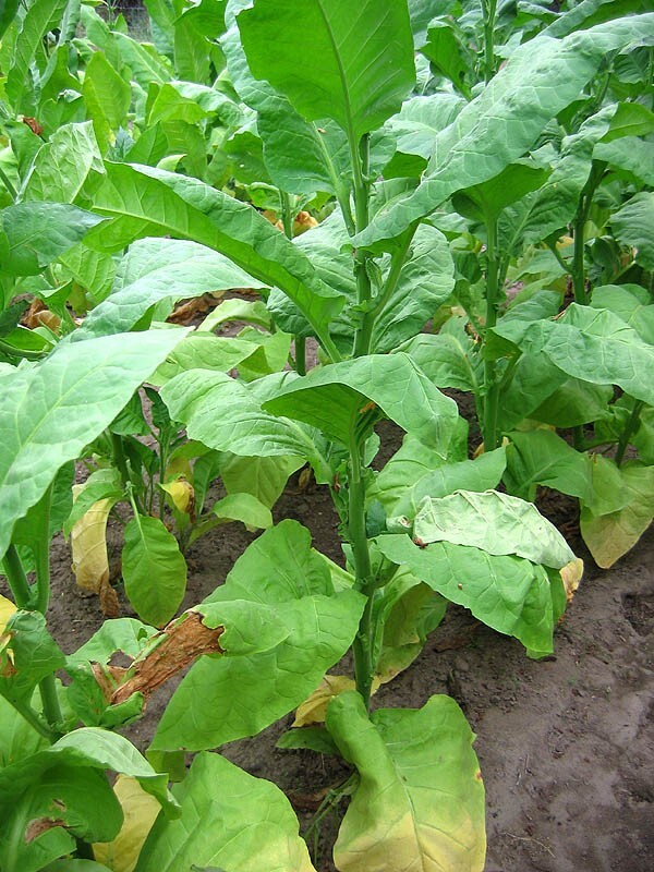 1000 Ainaro Tobacco Seeds ~ Dark Sun Cured Heirloom Non-GMO Nicotiana Tabacum