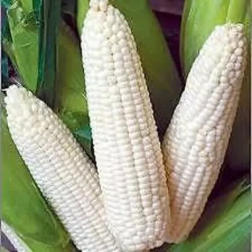 120+ Truckers Favorite White Corn – Non GMO – Heirloom – Organic – FRESH